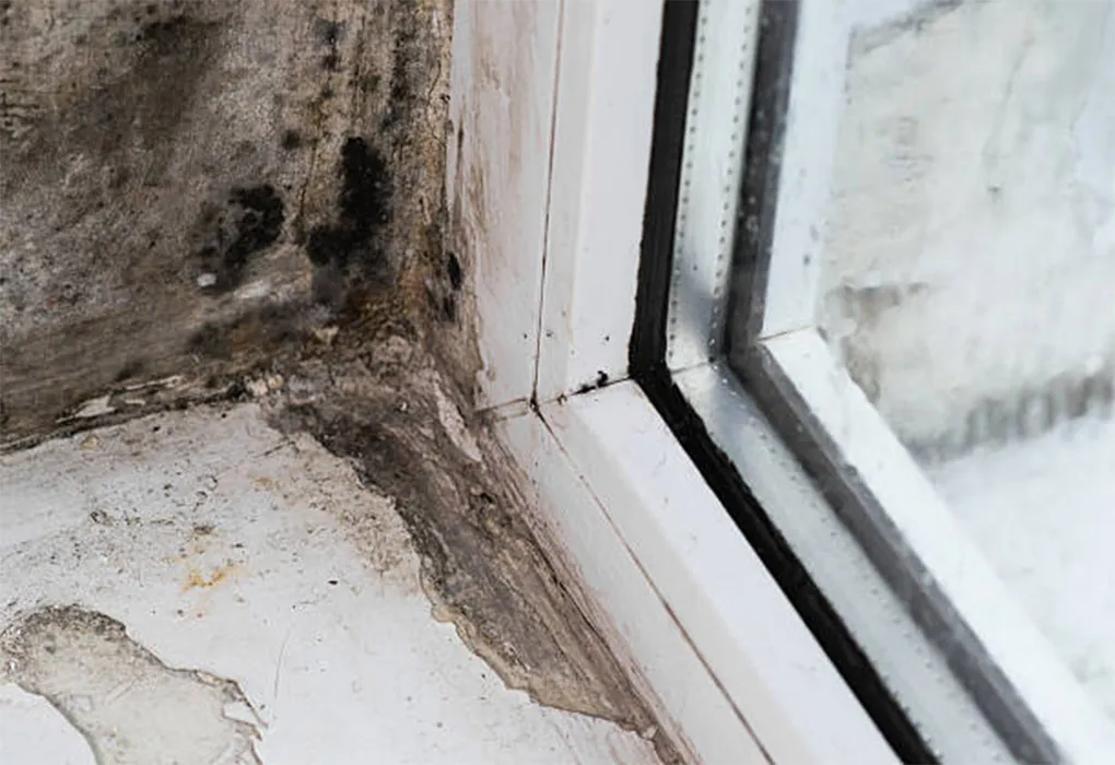 mu-services-mold-treatment-l